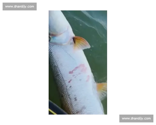 重庆巴南 6 岁萌娃力擒 6 斤大鲤鱼！小小身躯爆发惊人钓鱼天赋